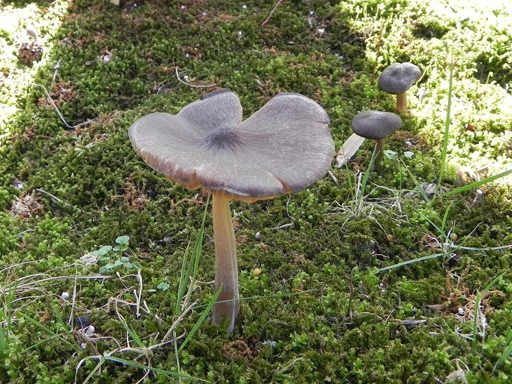 Entoloma vernum